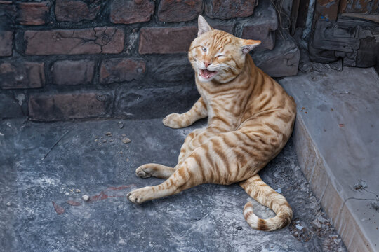 Funny Tabby Cat Expressing Playful Charm Outdoors