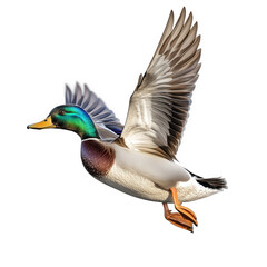 Obraz premium a flying mallard duck. showcasing its vibrant plumage and dynamic posture the duck is captured mid-flight against a plain background. emphasizing its wings and colorful head this illustration can be u