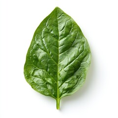 Obraz premium Close-up of a vibrant green spinach leaf, showcasing its intricate texture and natural beauty. Perfect for healthy eating, culinary use, and botanical studies.
