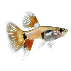 colorful guppy fish. showcasing its vibrant fins and body patterns against a white background the illustration highlights the fish's intricate details. making it suitable for educational purposes. aqu
