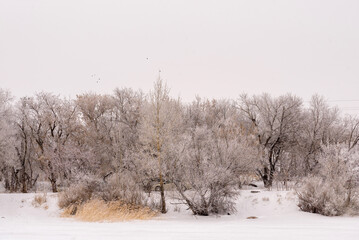 Photograph of a winter landscape with snow-covered trees, bushes and dry, frost-covered grass under cloudy skies.