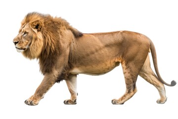 Obraz premium Side view of a Lion walking looking at the camera Panthera Leo 10 years old isolated on white
