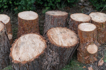 Pile of freshly cut tree stumps with detailed texture. Suitable for forestry publications, lumberyard marketing, or environmental awareness content.