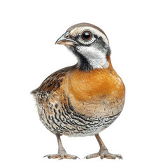 Fototapeta premium detailed illustration of a bird. showcasing its vibrant plumage and distinctive markings the bird stands prominently against a white background. emphasizing its features for educational or artistic pu