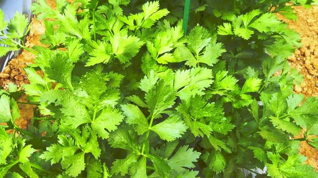 Pok Choy grow in the garden in india
