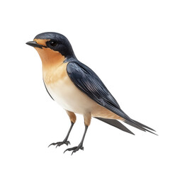Obraz premium beautifully rendered bird with a sleek body. a blue-black head. and a warm orange-brown throat. standing against a white background the focus on the bird's details highlights its plumage and posture.