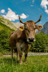 Cow with horns in a pasture. Cow at meadow. Beef cattle in green field. Cow in grassy pasture. Cow in the countryside. Cows graze on summer meadow. Rural landscapes with cows. Cows in a pasture.