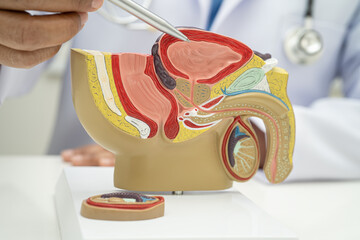 Male reproductive system, Asian doctor holding human anatomy model for study diagnosis and...