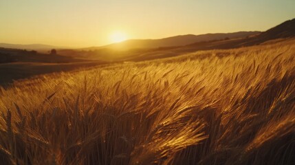 Golden Hour Wheat Field Sunset Landscape