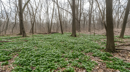 Spring woodland carpet of groundcover plants under bare trees, misty forest background, nature scene.