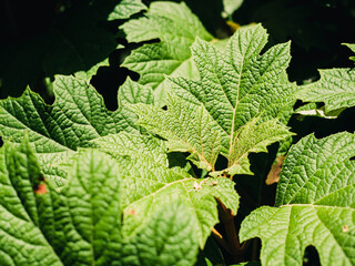 Plant leaves