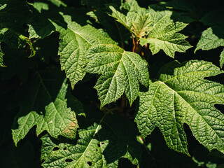 Plant leaves