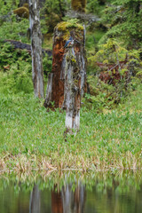 Stellar Jay on a dead log in a small pond in the forest in Glacier Bay National Park in southeast Alaska 