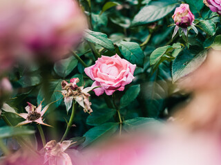 Rose in the garden