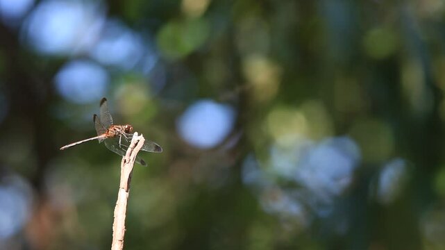 I captured a dragonfly resting on a twig.