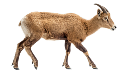 Brown mountain goat walking gracefully on a white background, showcasing its thick fur and distinctive curved horns, a symbol of rugged wilderness and natural beauty.