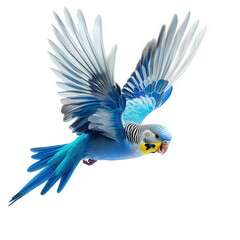vibrant blue budgerigar (budgie) in mid-flight. showcasing its beautifully patterned wings and bright yellow face the background is plain white. emphasizing the bird's vivid colors and dynamic movemen