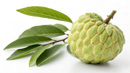 Obraz premium custard apple on a branch