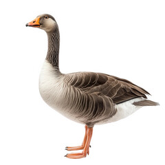 a side view of a goose. showcasing its distinct features including a long neck. gray-brown feathers. and orange beak and feet the background is plain white. emphasizing the bird's details and form edu