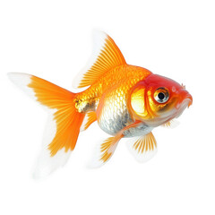 vibrant goldfish with orange and white scales. gracefully swimming the fish's fins are translucent and delicate. showcasing its lively nature the background is plain. emphasizing the fish's colors and