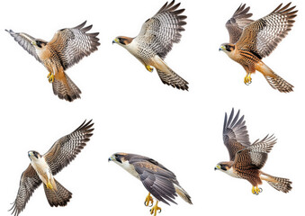 Obraz premium collection of six illustrations of falcons in various flying poses. showcasing their wings and body movements the illustrations highlight the beauty and agility of these birds of prey. ideal for educa