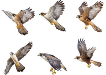 collection of six illustrations of falcons in various flying poses. showcasing their wings and body movements the illustrations highlight the beauty and agility of these birds of prey. ideal for educa