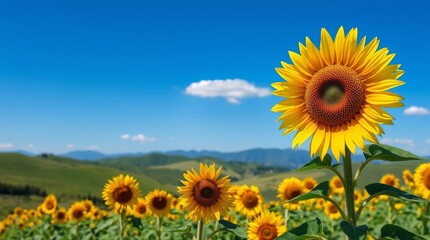 Obraz premium Sunflowers blooming brightly against a vibrant blue sky