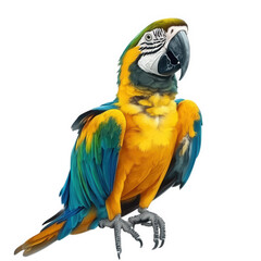 a vibrant and colorful illustration of a macaw. showcasing its striking blue and yellow feathers. perched with an expressive posture  beauty of this exotic bird. emphasizing its vivid colors and intri