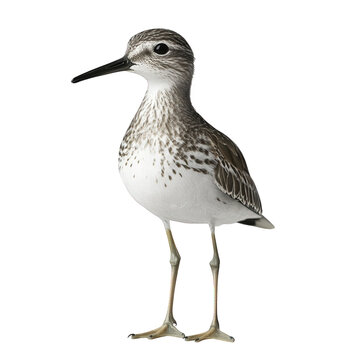 bird standing upright against a white background. showcasing its detailed plumage and slender legs the bird's distinctive features include a long beak and spotted feathers. emphasizing its natural bea