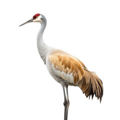 Obraz premium a solitary crane stands elegantly against a white background. showcasing its striking features. including a red crown and a blend of brown and white plumage the grace and beauty of this bird. often sy