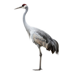 Obraz premium a tall. elegant crane stands poised against a white background. showcasing its long neck. slender legs. and distinctive plumage. including a striking red crown grace and beauty of this bird. making i