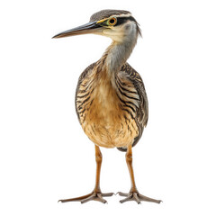 standing bird with a long neck and beak. exhibiting distinctive striped plumage and a curious expression its legs are sturdy. and it is set against a plain white background. emphasizing its features a