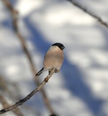 a bird on a branch in winter