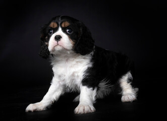 young cavalier king charles