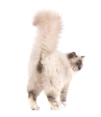 birman cat in studio