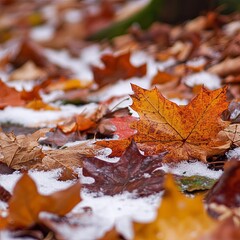 Autumn leafs under snow