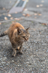 歩ている可愛い野良猫