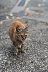 歩ている可愛い野良猫
