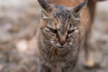 歩ている可愛い野良猫