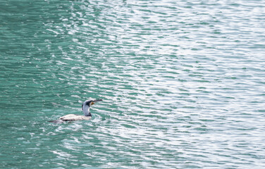 繁殖期に白い羽になった鵜