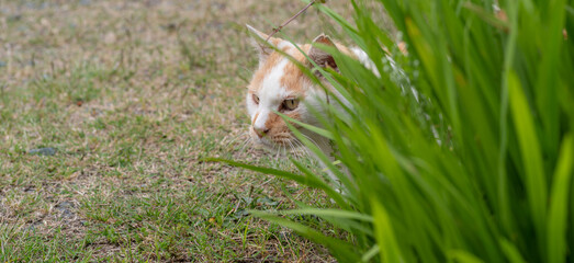 屋外でのんびり過ごす猫