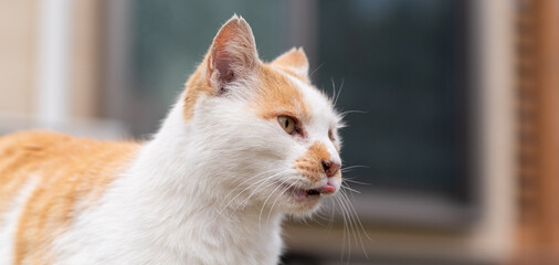 屋外でのんびり過ごす猫