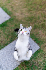 Portrait of silver cat walking on nature in garden on background of green grass