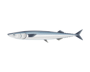Pacific saury isolated in white background.