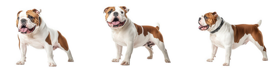 Obraz premium three different poses of a muscular. short-haired dog with a predominantly white coat and brown patches the dog appears friendly and confident. showcasing its strong build and playful demeanor the pur