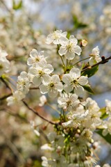 Blossoming branches of cherry or apple tree in a garden outside the city in spring. Spring, blossoming.