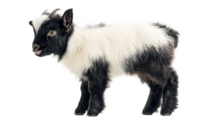 Adorable Black and White Goat Kid Standing on a White Background with Fluffy Fur and Playful Expression, Perfect for Animal, Farm, and Nature Themes