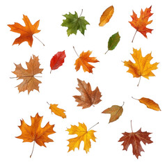 Fototapeta premium collection of various autumn leaves in different colors and shapes. showcasing the beauty of nature during the fall season the leaves are arranged artistically against a white background. highlighting