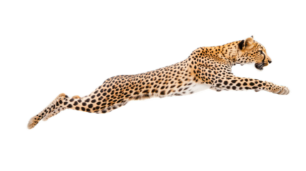 Agile Leopard in Mid-Jump Captured Against a White Background, Showcasing Speed, Grace, and Natural Beauty of Wildlife in Motion