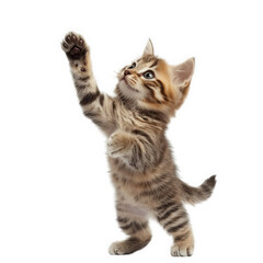 Obraz premium a playful kitten stands on its hind legs. reaching upward with one paw raised. showcasing its curious and energetic nature innocence and charm of a young cat against a clean white background. making